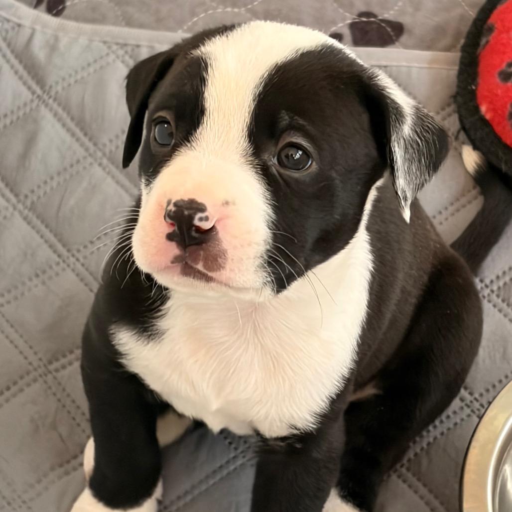 Enlarge Snicker, a Adoptable mixed breed in Durham, NC image 3/3