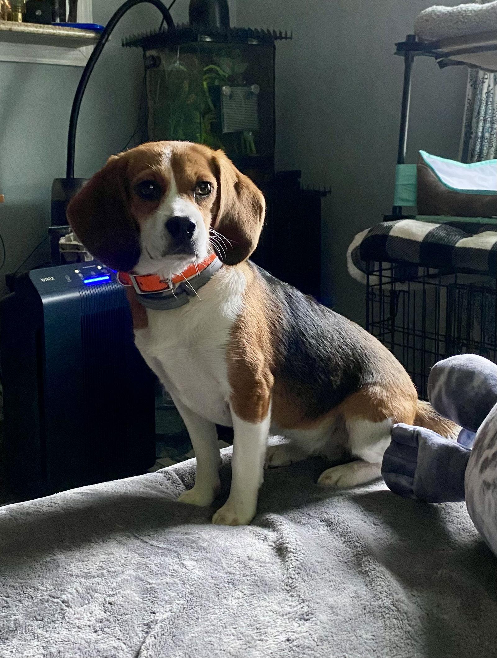 New Girl 2025 (Daisy Girl), Adopted, Young Female Beagle.