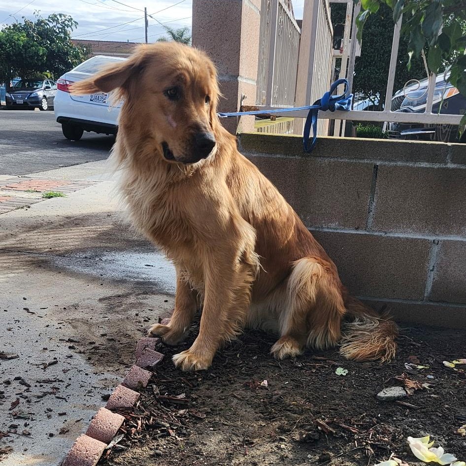 Enlarge Bonnie, a ADOPTABLE Golden Retriever in Torrance, CA image 4/4