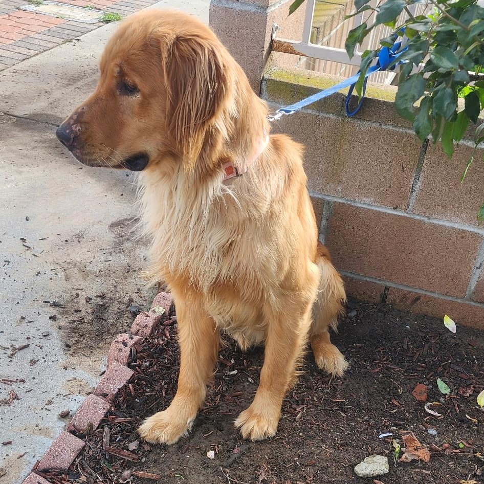 Enlarge Bonnie, a ADOPTABLE Golden Retriever in Torrance, CA image 2/4