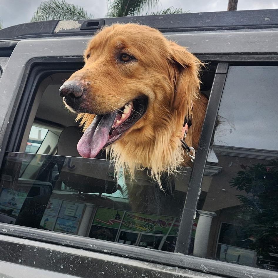 Enlarge Bonnie, a ADOPTABLE Golden Retriever in Torrance, CA image 1/4