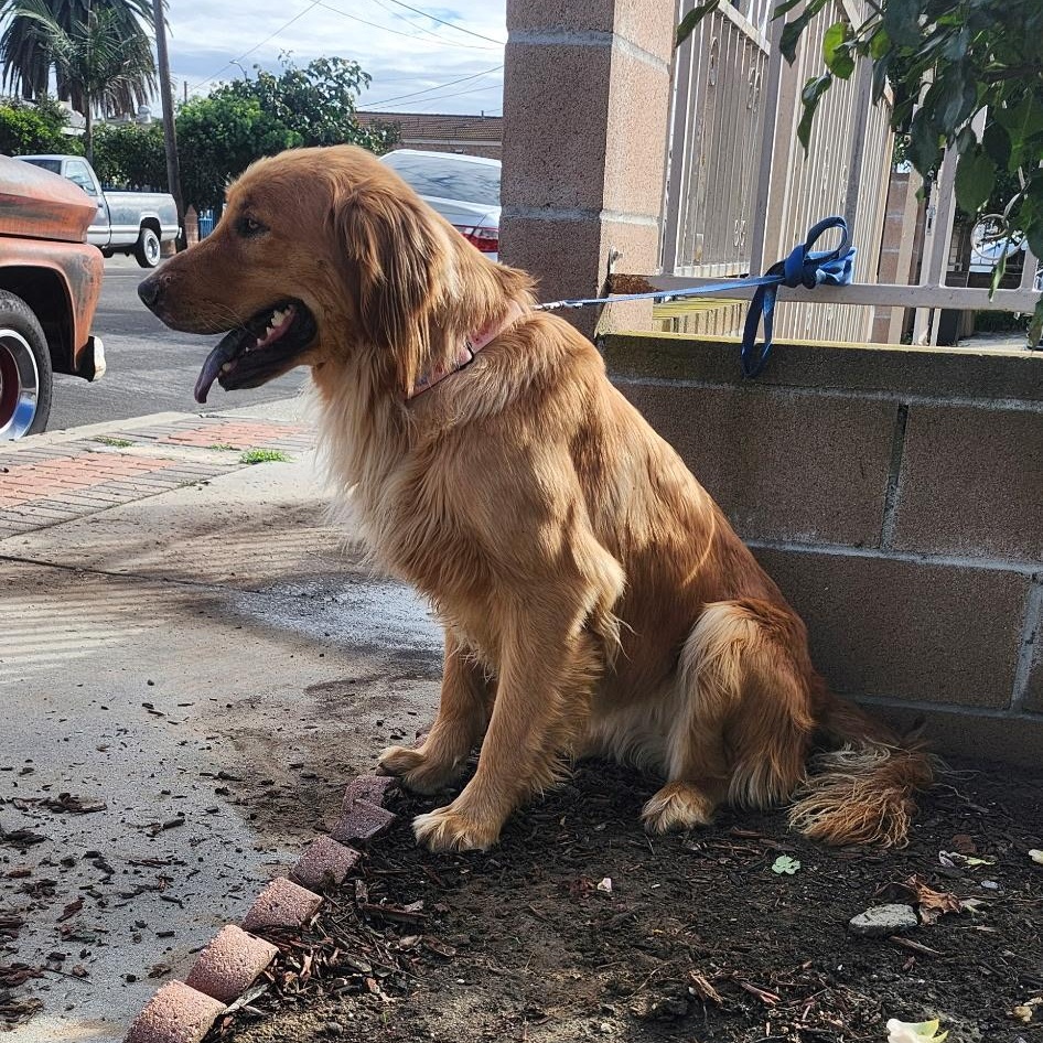 Enlarge Bonnie, a ADOPTABLE Golden Retriever in Torrance, CA image 3/4