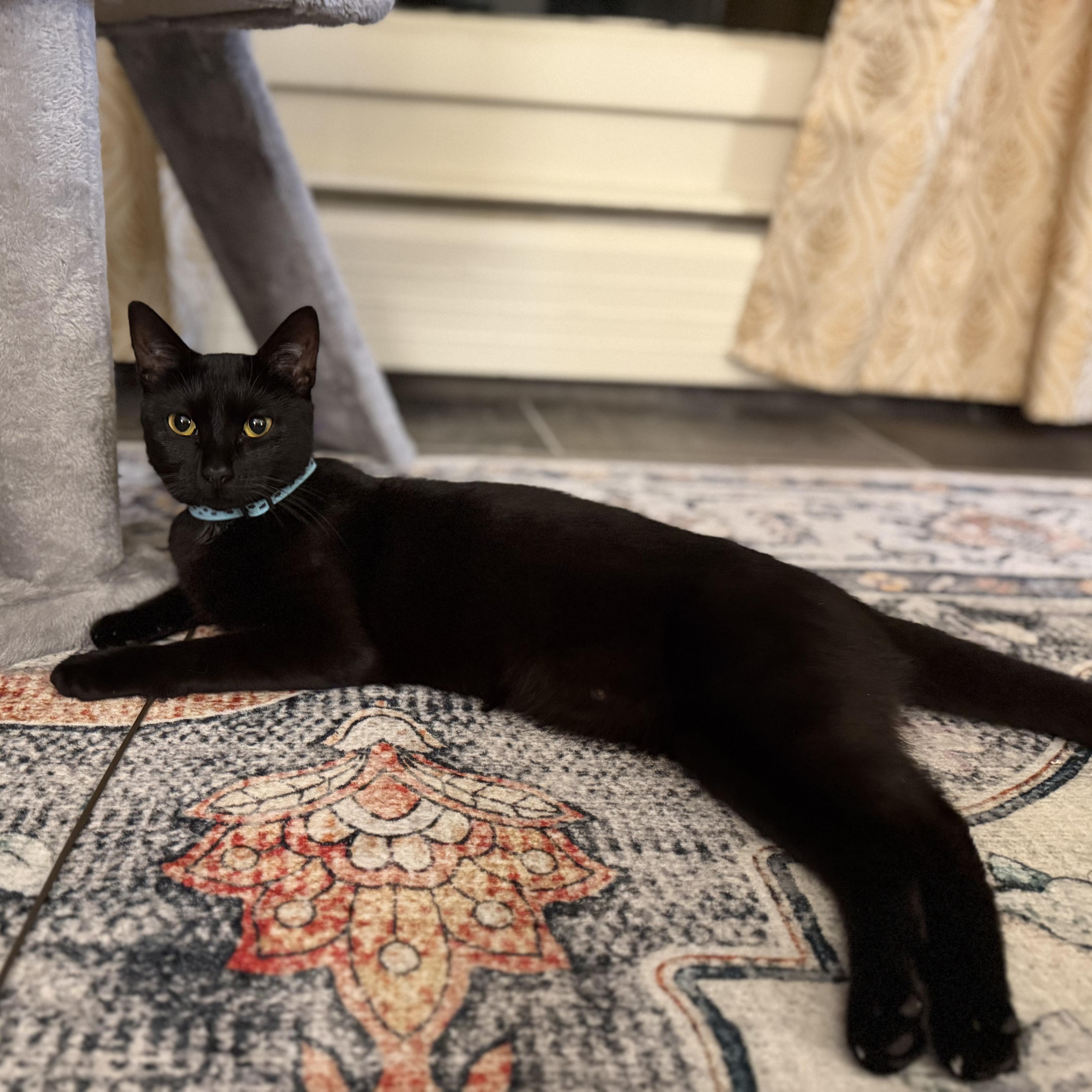 Enlarge SMUDGE, a ADOPTABLE Domestic Short Hair in East Greenwich, RI image 3/5