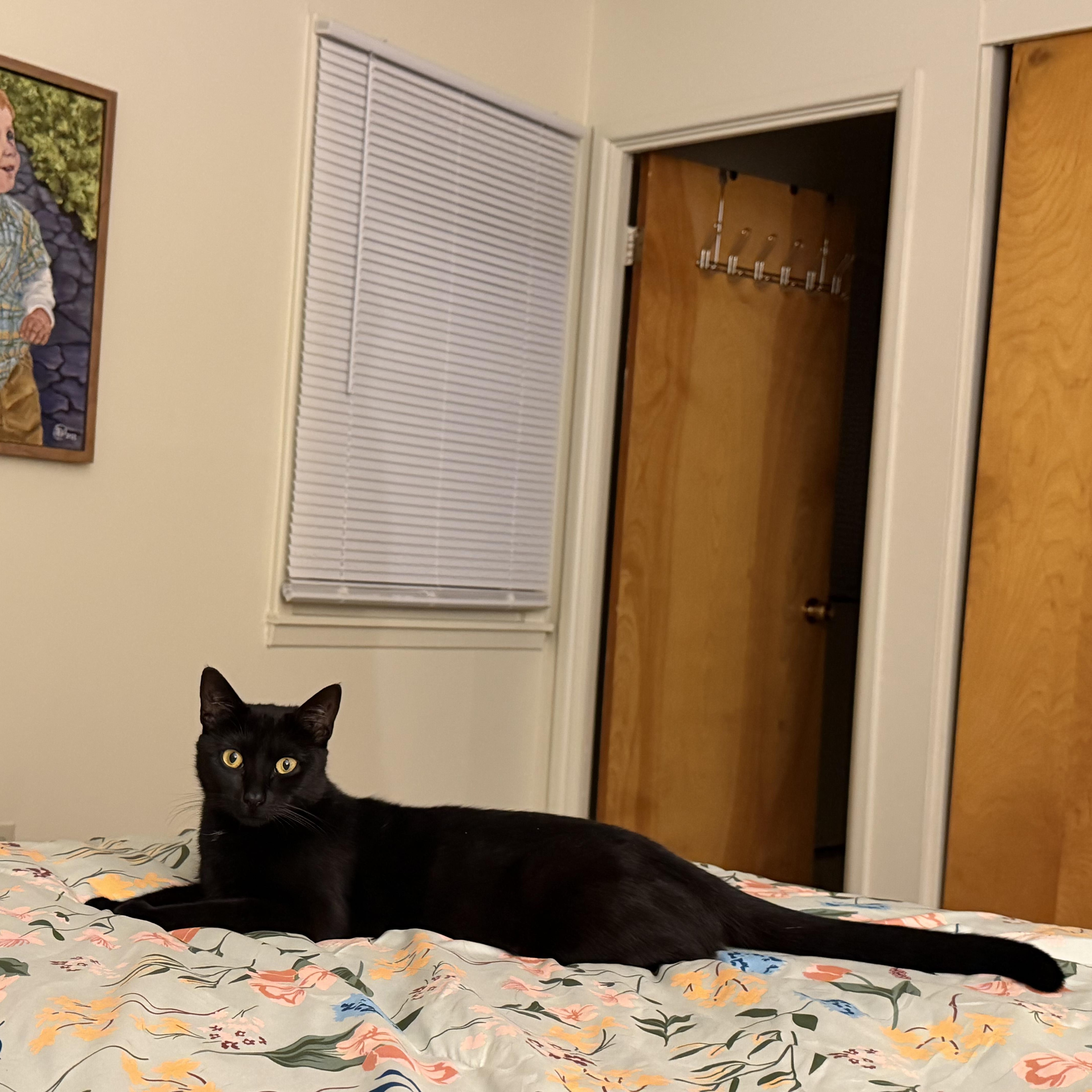 Enlarge SMUDGE, a ADOPTABLE Domestic Short Hair in East Greenwich, RI image 4/5