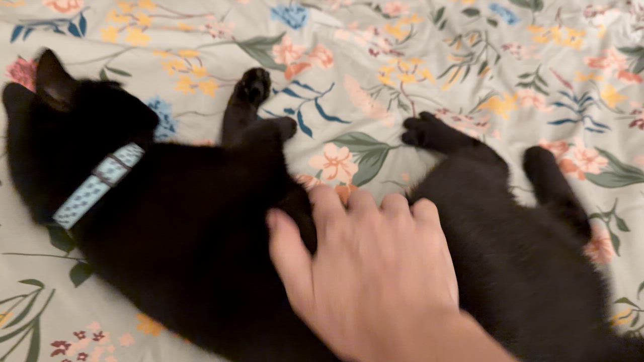 Enlarge SMUDGE, a ADOPTABLE Domestic Short Hair in East Greenwich, RI video 5/5