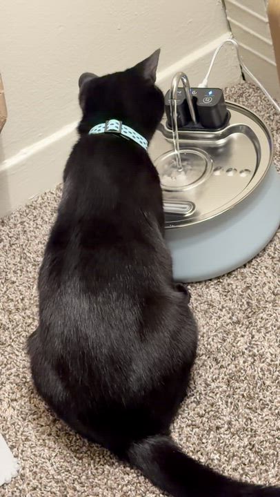 Enlarge SMUDGE, a ADOPTABLE Domestic Short Hair in East Greenwich, RI video 2/5