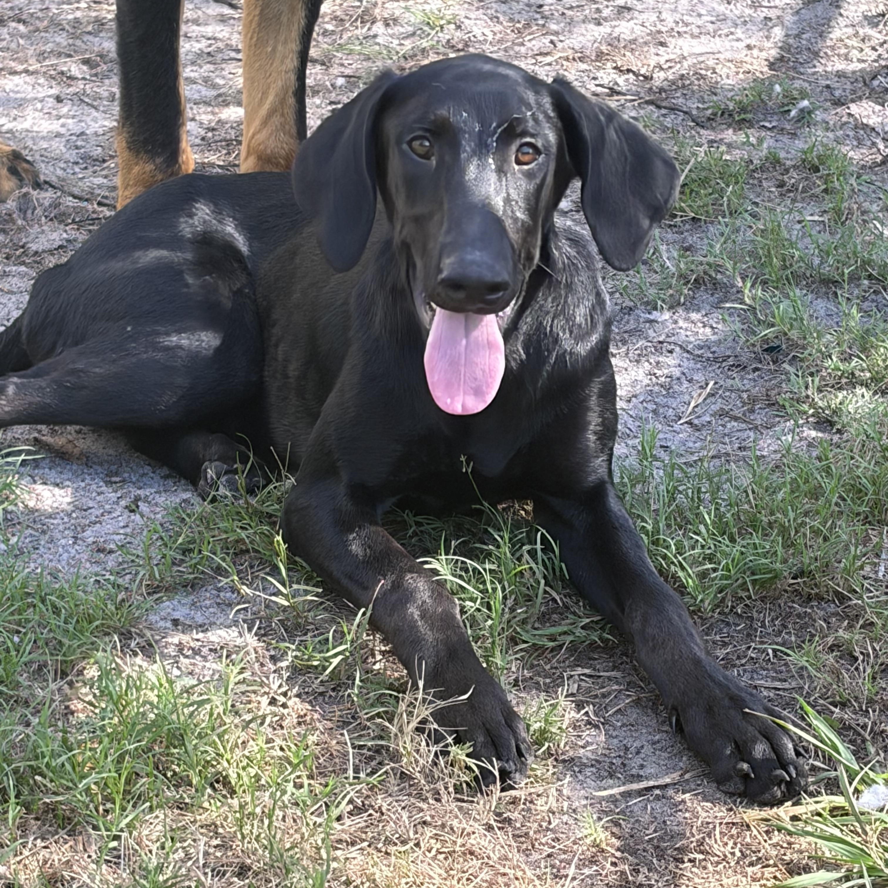 Lainey, an adopted mixed breed in Arcadia, FL image 3/5