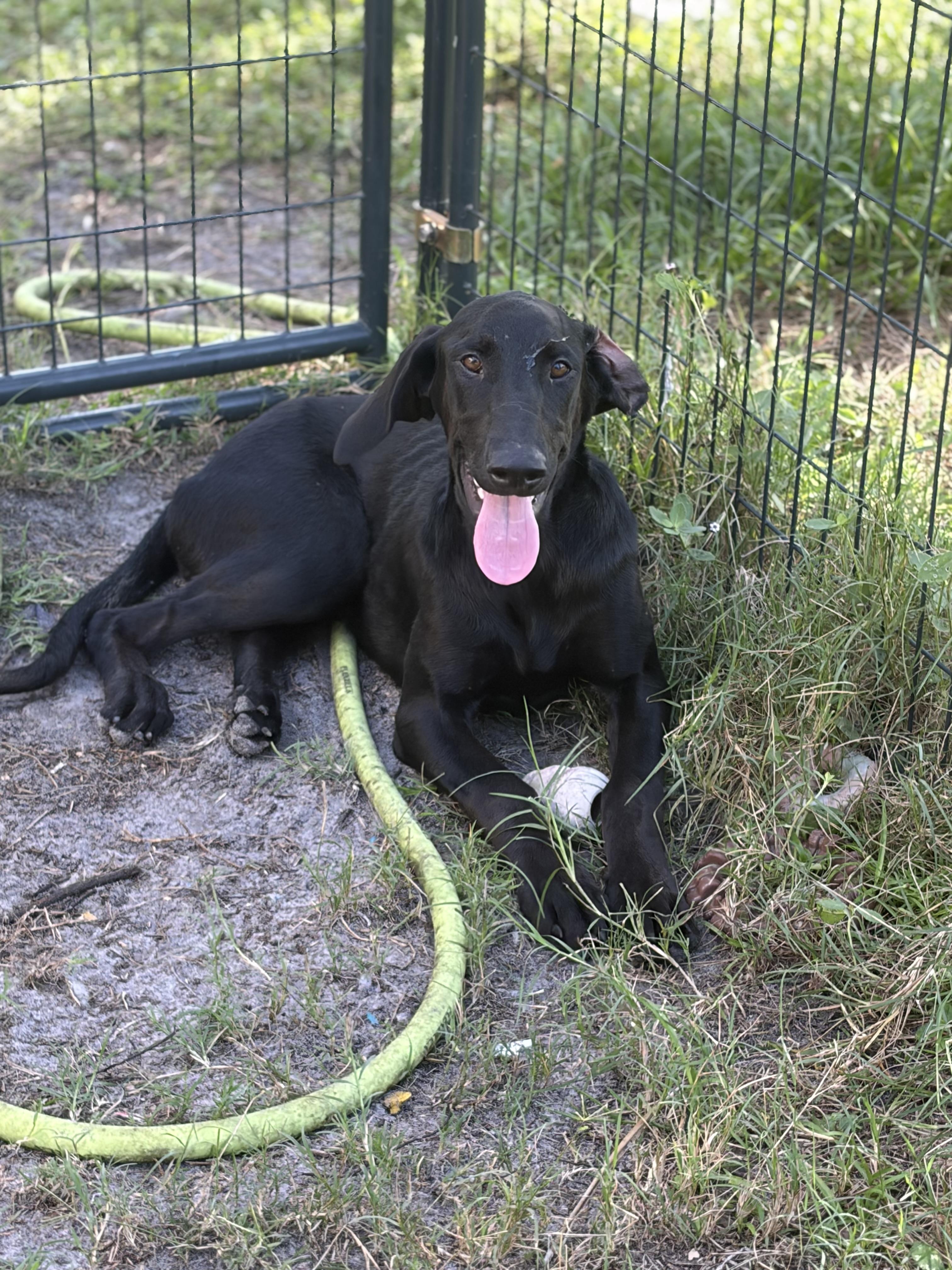 Lainey, an adopted mixed breed in Arcadia, FL image 2/5