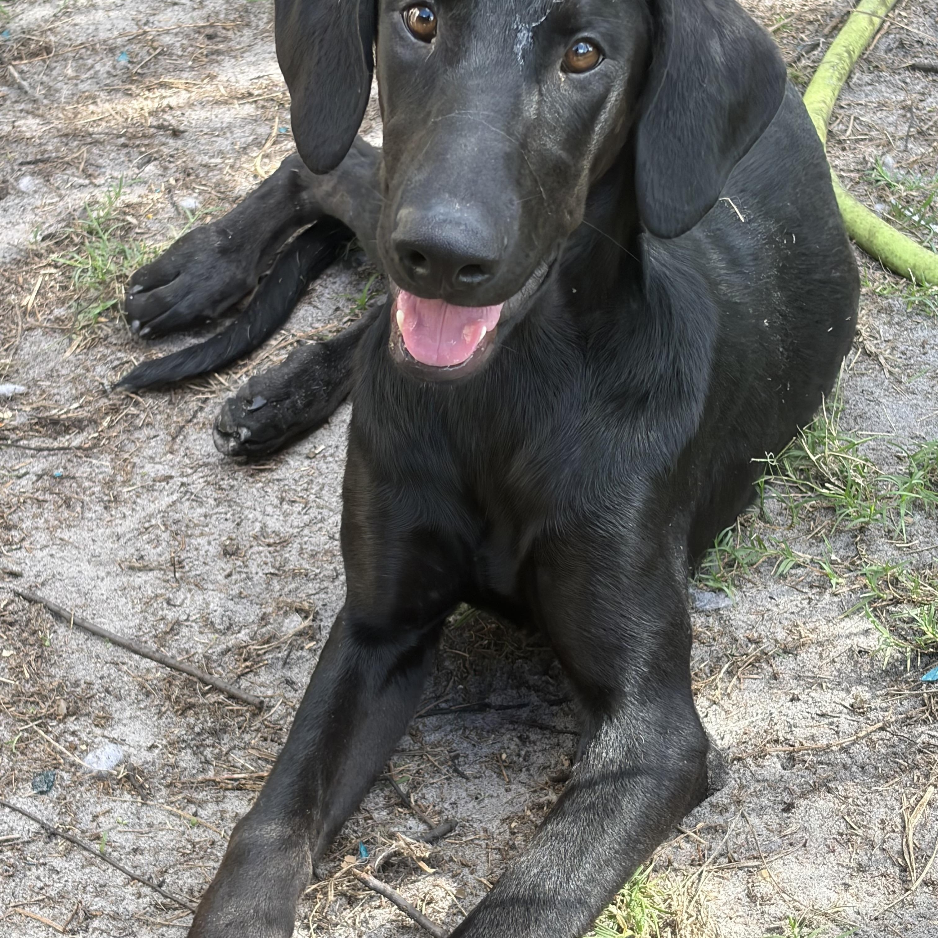Lainey, an adopted mixed breed in Arcadia, FL image 4/5