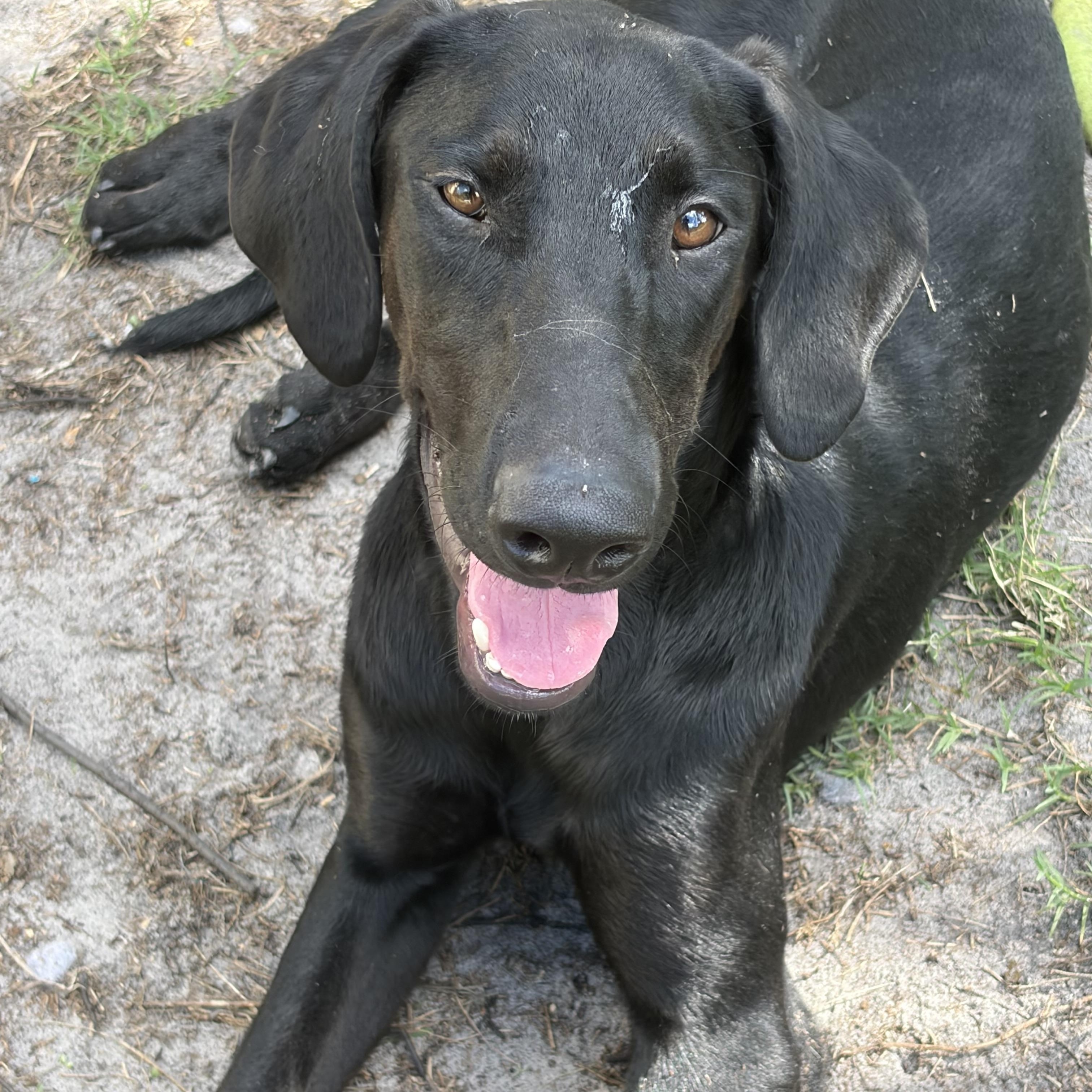 Lainey, adopted, Young Female Doberman Pinscher & German Shepherd Dog.