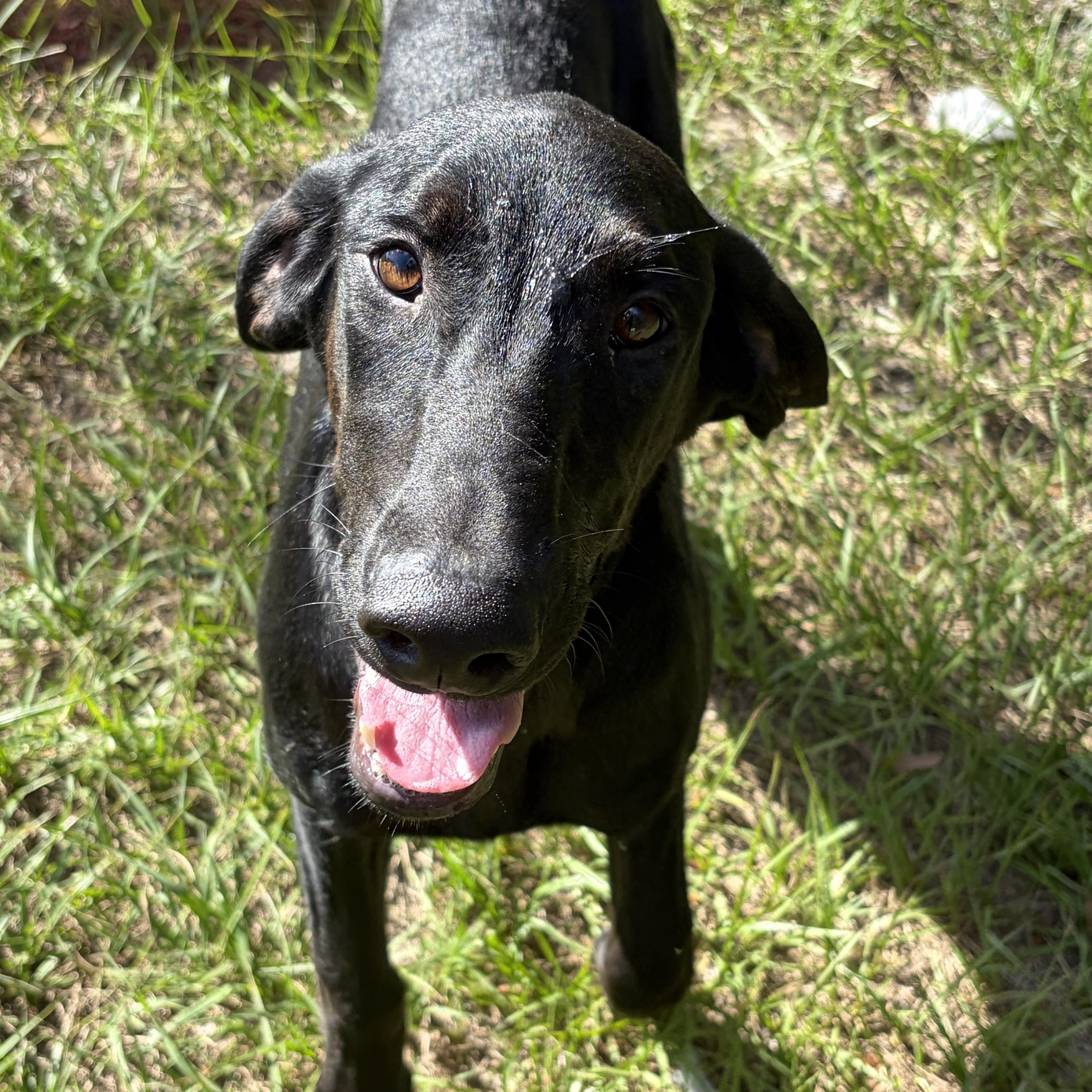 Lainey, an adopted mixed breed in Arcadia, FL image 5/5