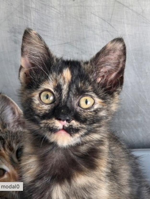 Enlarge Cindy Crawford, a ADOPTABLE mixed breed in Marshall, NC image 1/1