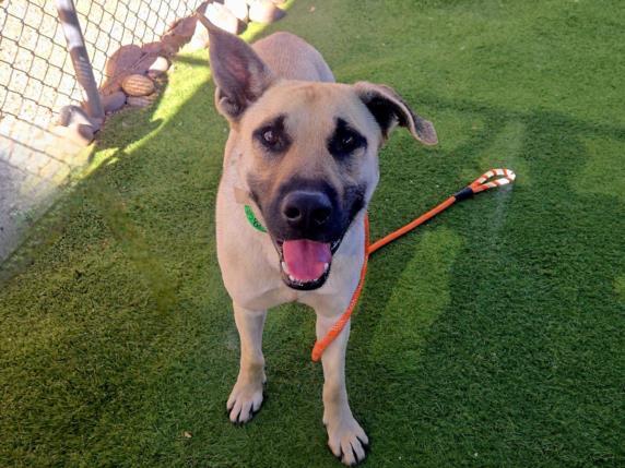 CAPONE, Adoptable, Adult Male Anatolian Shepherd & Mixed Breed.