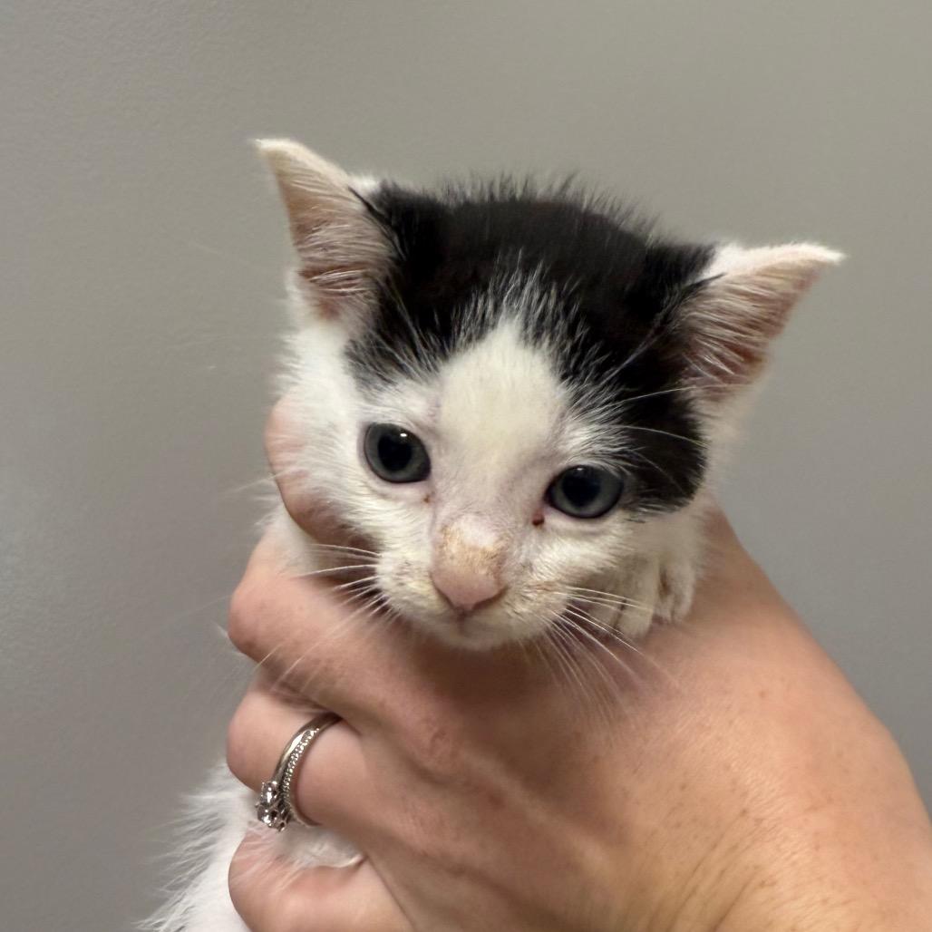 Enlarge Maple, a Adoptable Domestic Short Hair in Sand Springs, OK image 1/1