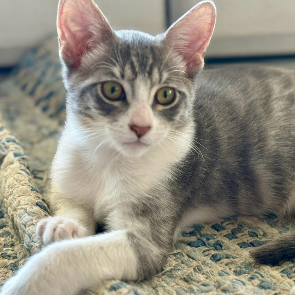 Prince, Adoptable, Adult Male Domestic Medium Hair.
