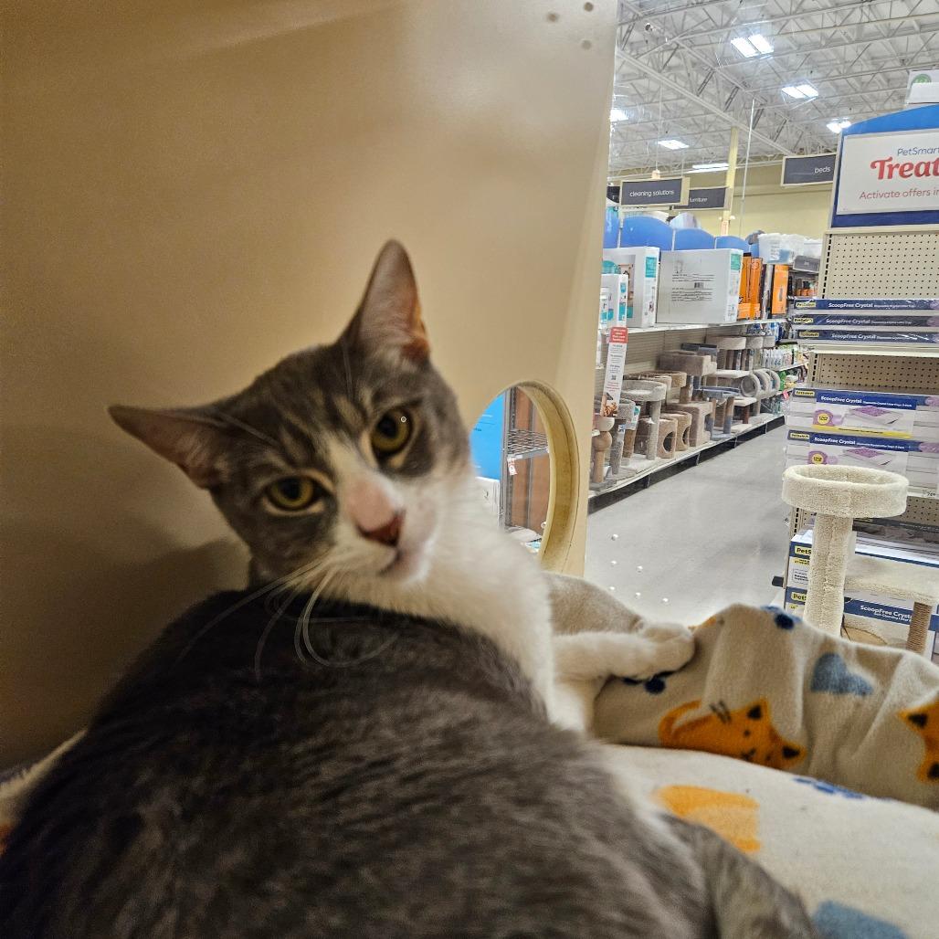 Enlarge Prince, a Adoptable Domestic Medium Hair in Las Vegas, NV image 2/2