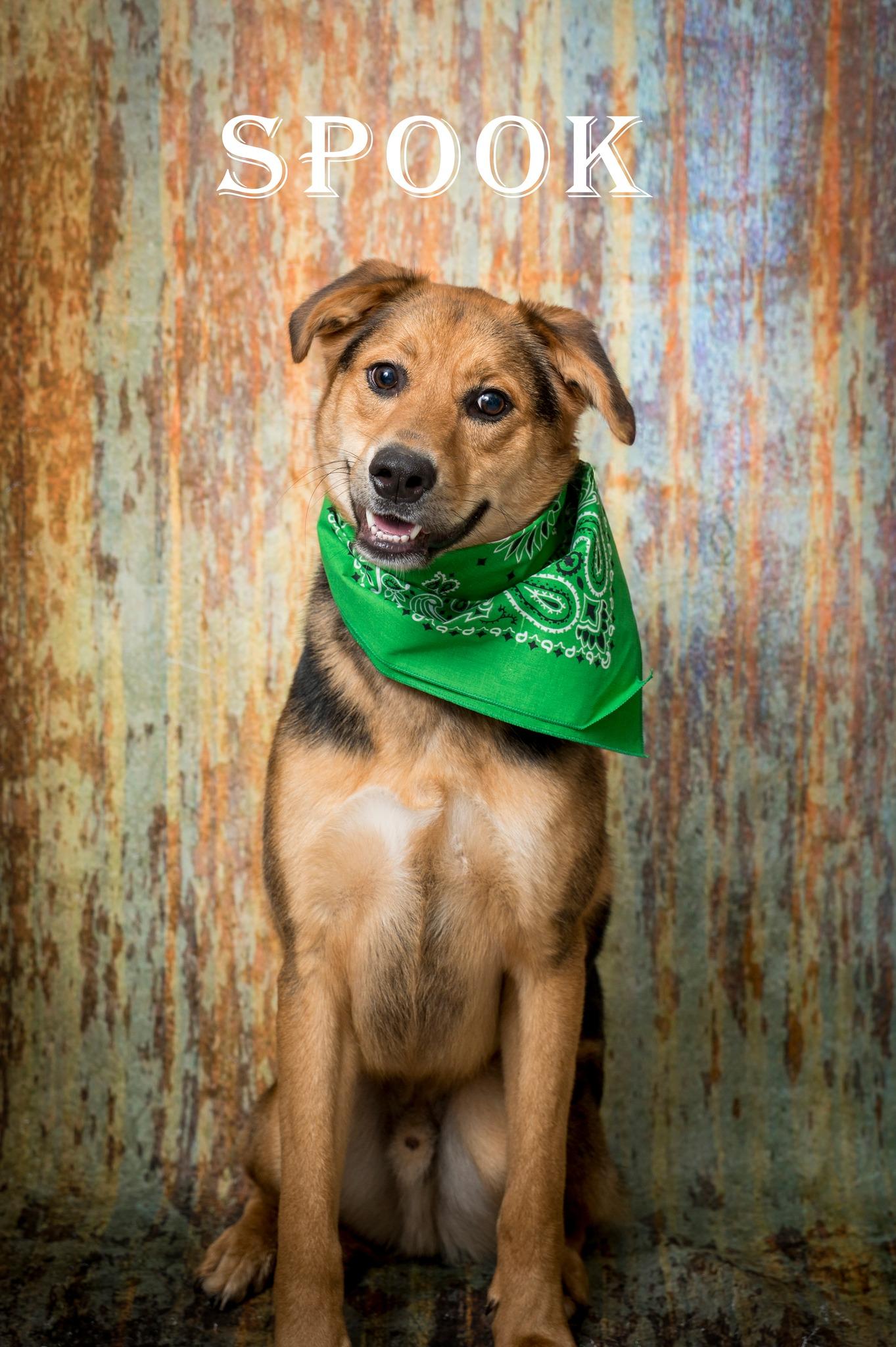 Spook, adoptable, Adult Male Mixed Breed.