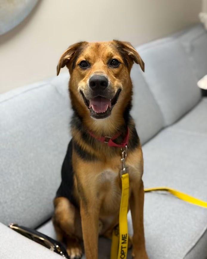 Enlarge Spook, an adoptable Mixed Breed in North Myrtle Beach, SC image 3/6