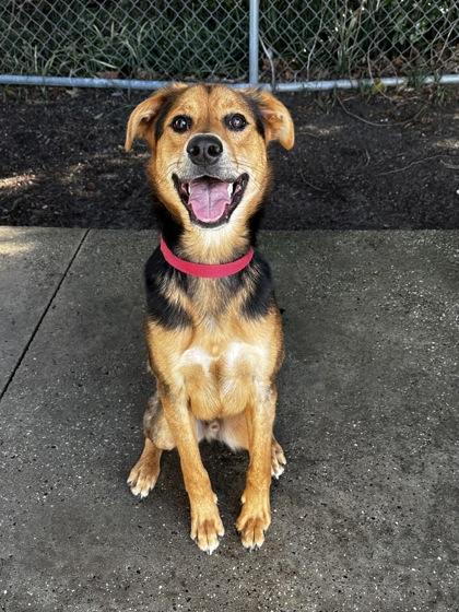 Spook, adoptable, Adult Male Mixed Breed.