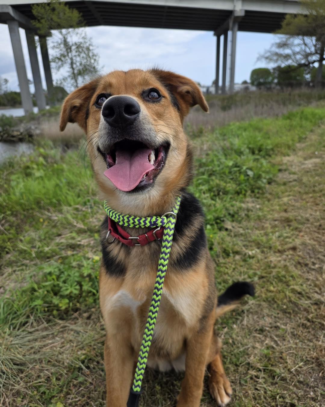 Enlarge Spook, an adoptable Mixed Breed in North Myrtle Beach, SC image 3/6