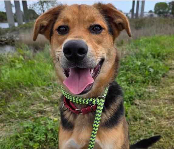 Spook, adoptable, Adult Male Mixed Breed.