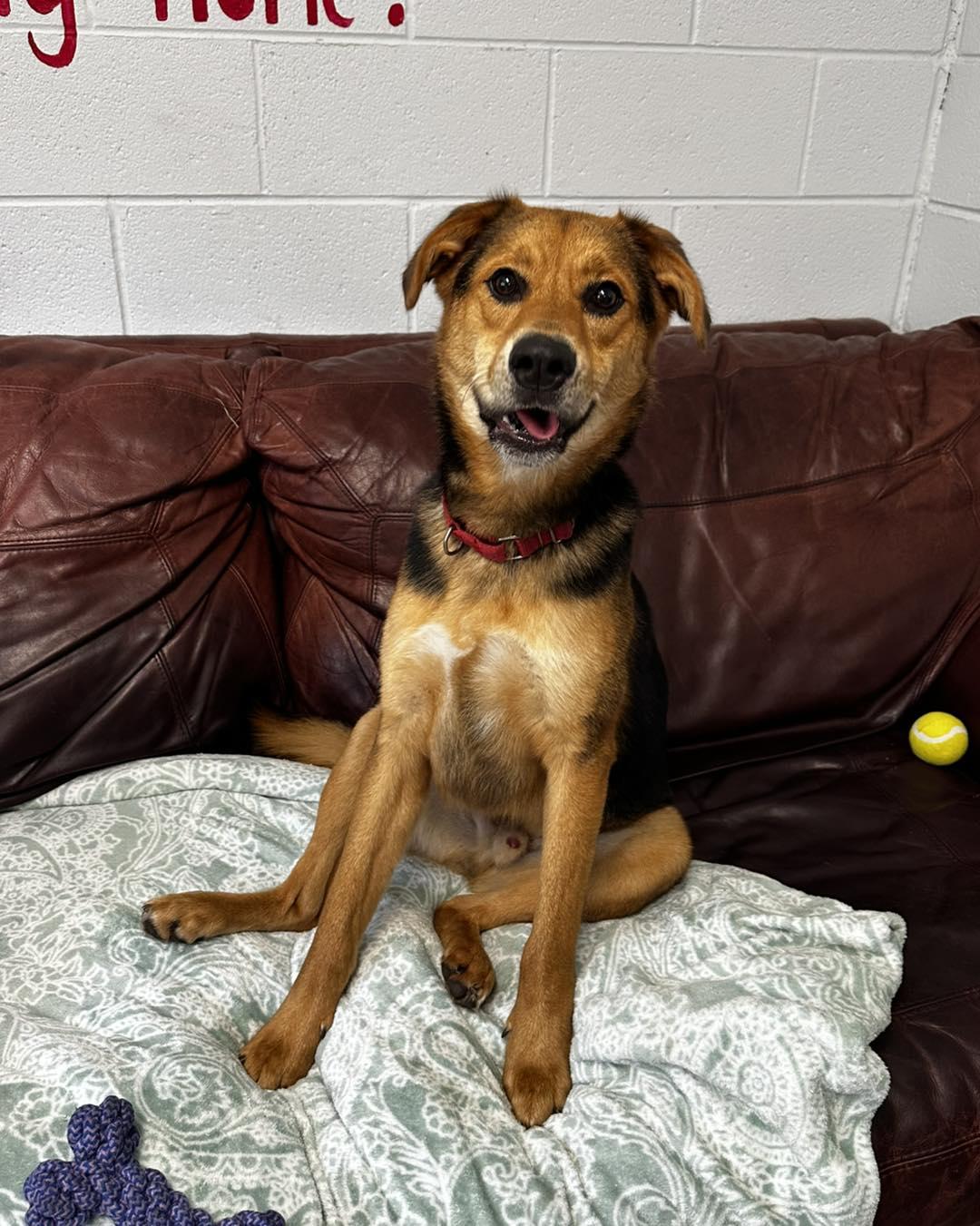 Enlarge Spook, an adoptable Mixed Breed in North Myrtle Beach, SC image 5/6