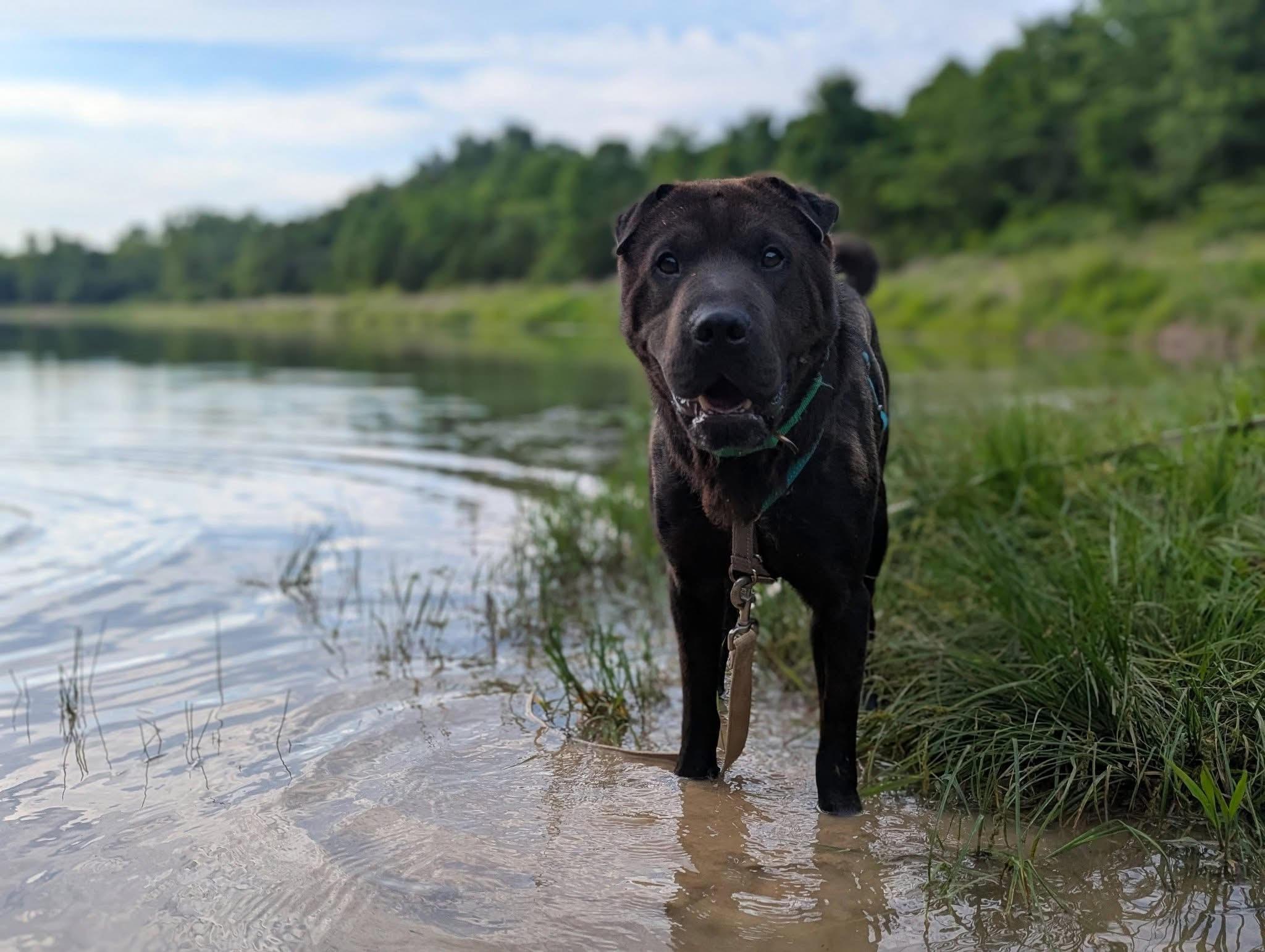 Yogi, a ADOPTABLE mixed breed in Columbia, MO image 2/2