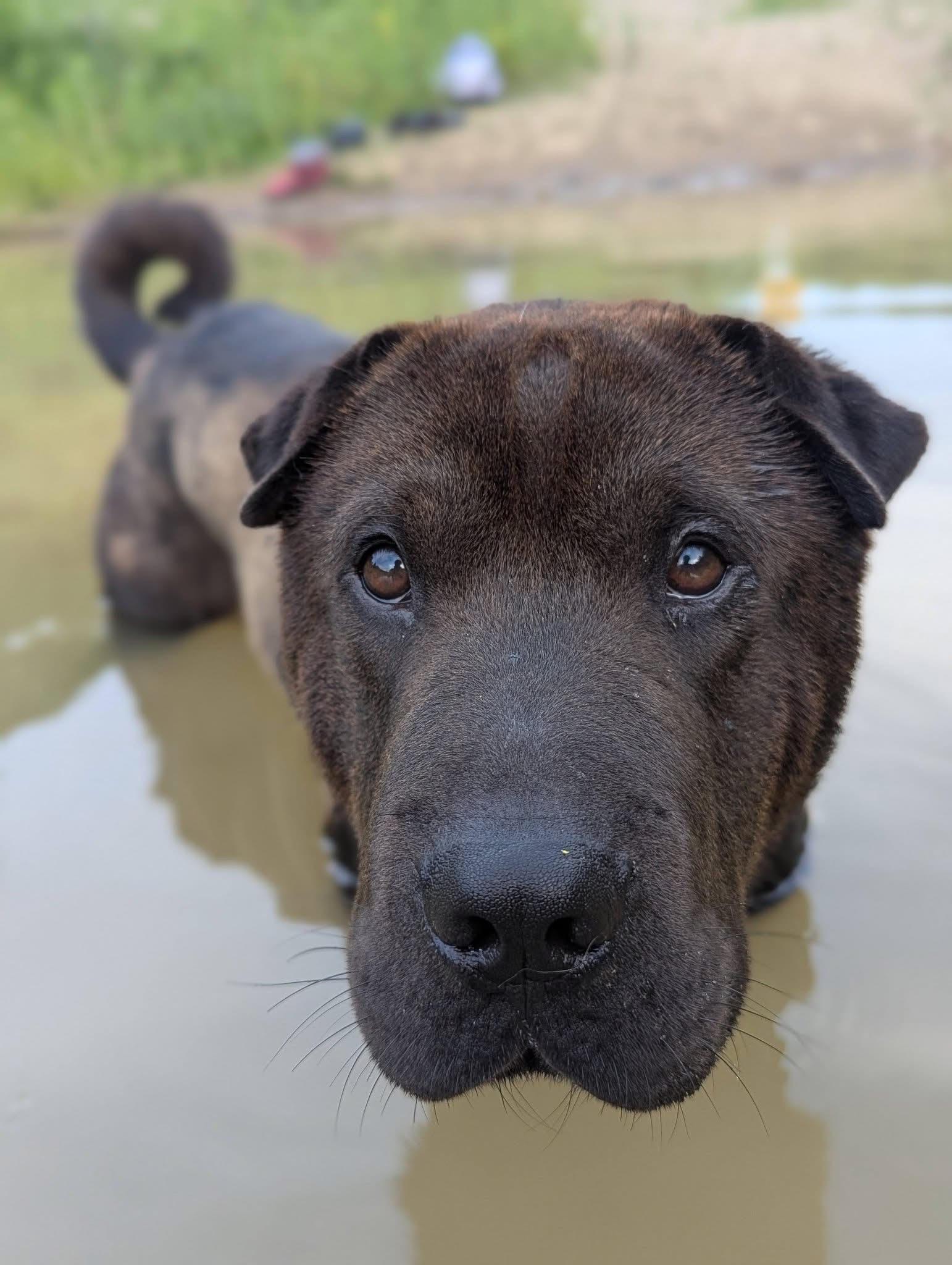 Yogi, a ADOPTABLE mixed breed in Columbia, MO image 1/2