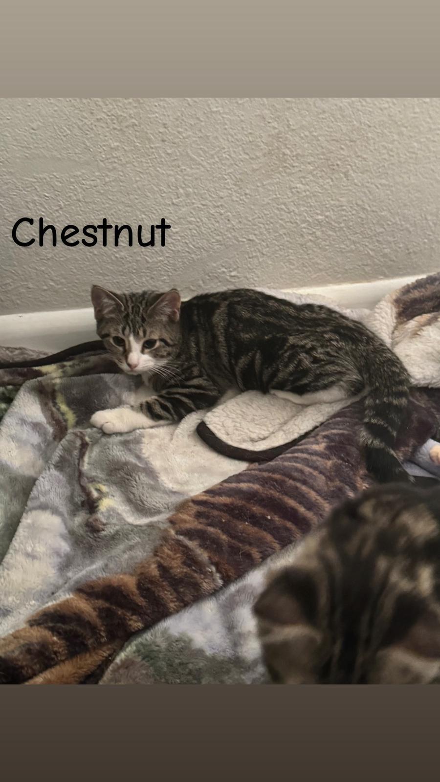 Chestnut, a Adoptable Domestic Short Hair in St Petersburg, FL image 1/2