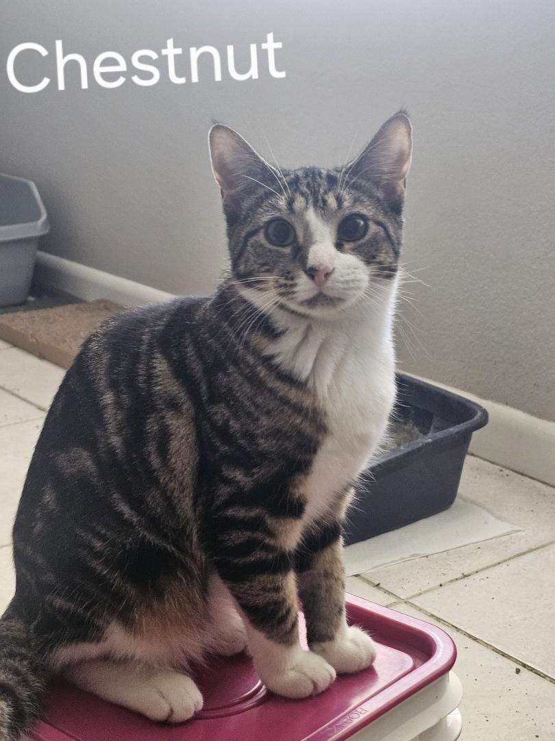 Chestnut, a Adoptable Domestic Short Hair in St Petersburg, FL image 2/2