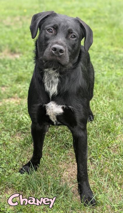Chaney, Adoptable, Adult Female Golden Retriever & Mixed Breed.