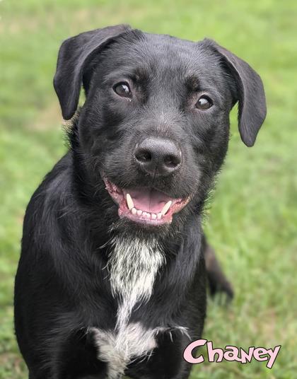 Enlarge Chaney, a Adoptable mixed breed in Mason, MI image 2/2
