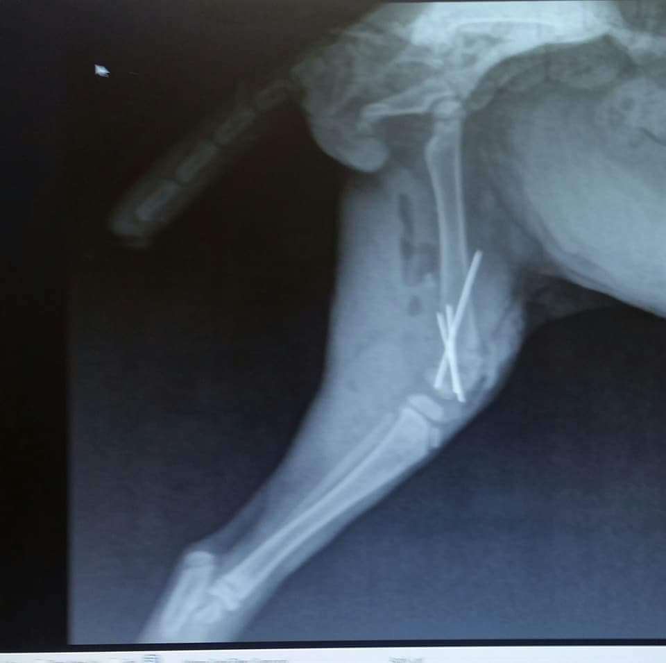 Miracle Ii thumbnail 3