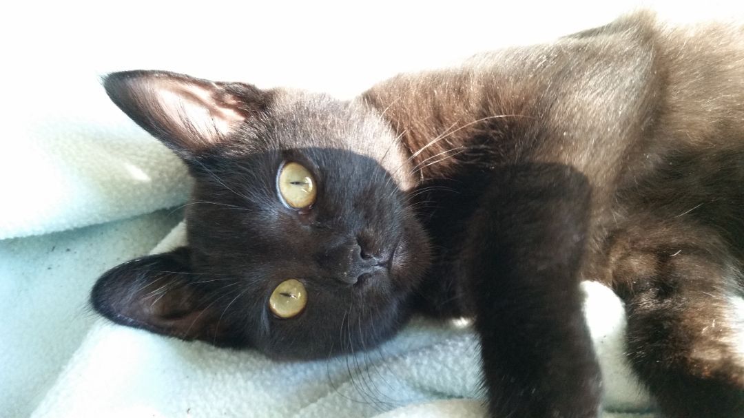 Miracle Ii thumbnail 6