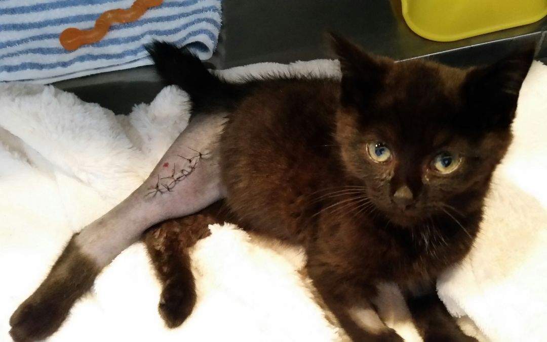 Miracle Ii thumbnail 7