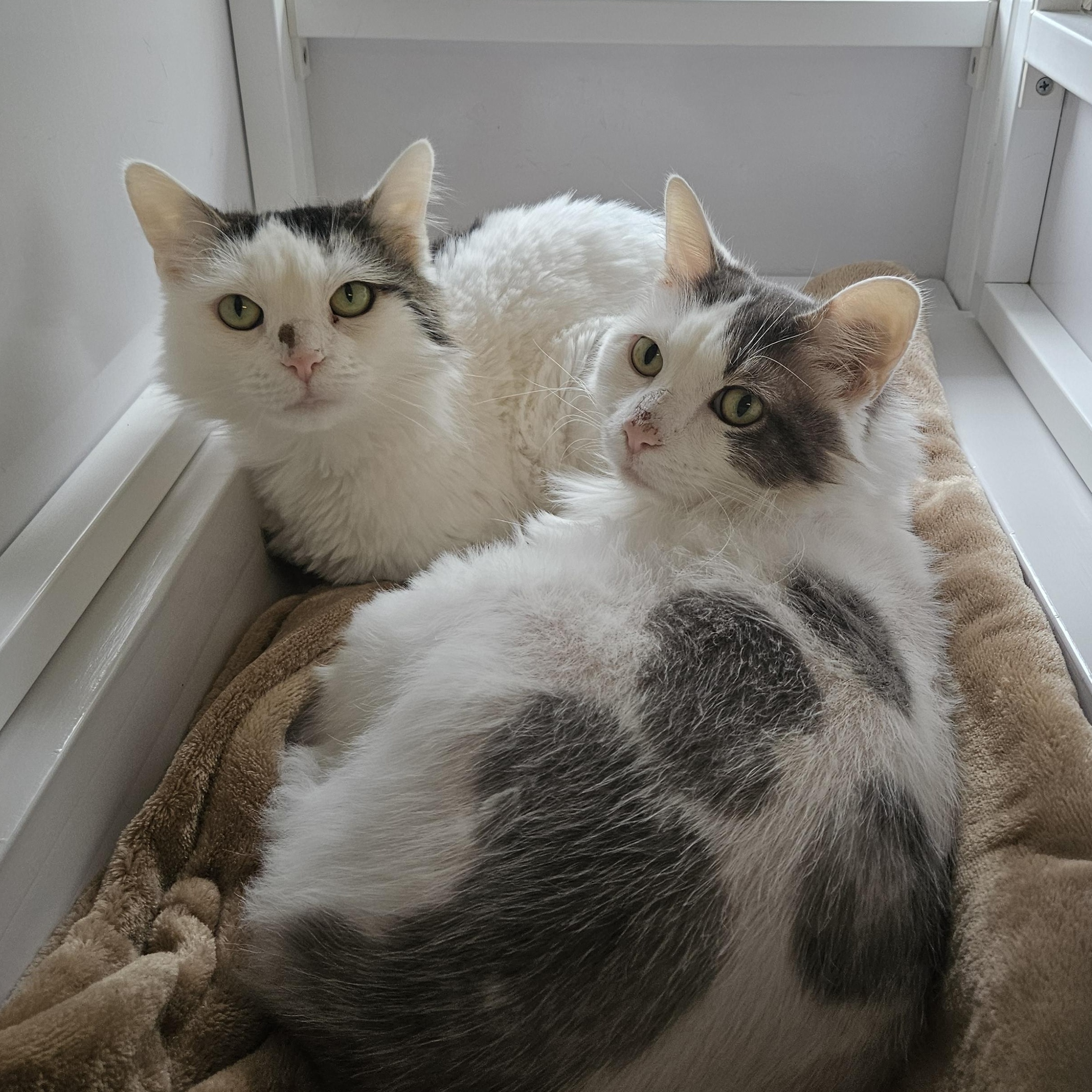Holly and Snowflake, a ADOPTABLE Domestic Medium Hair in Melbourne, FL image 2/2
