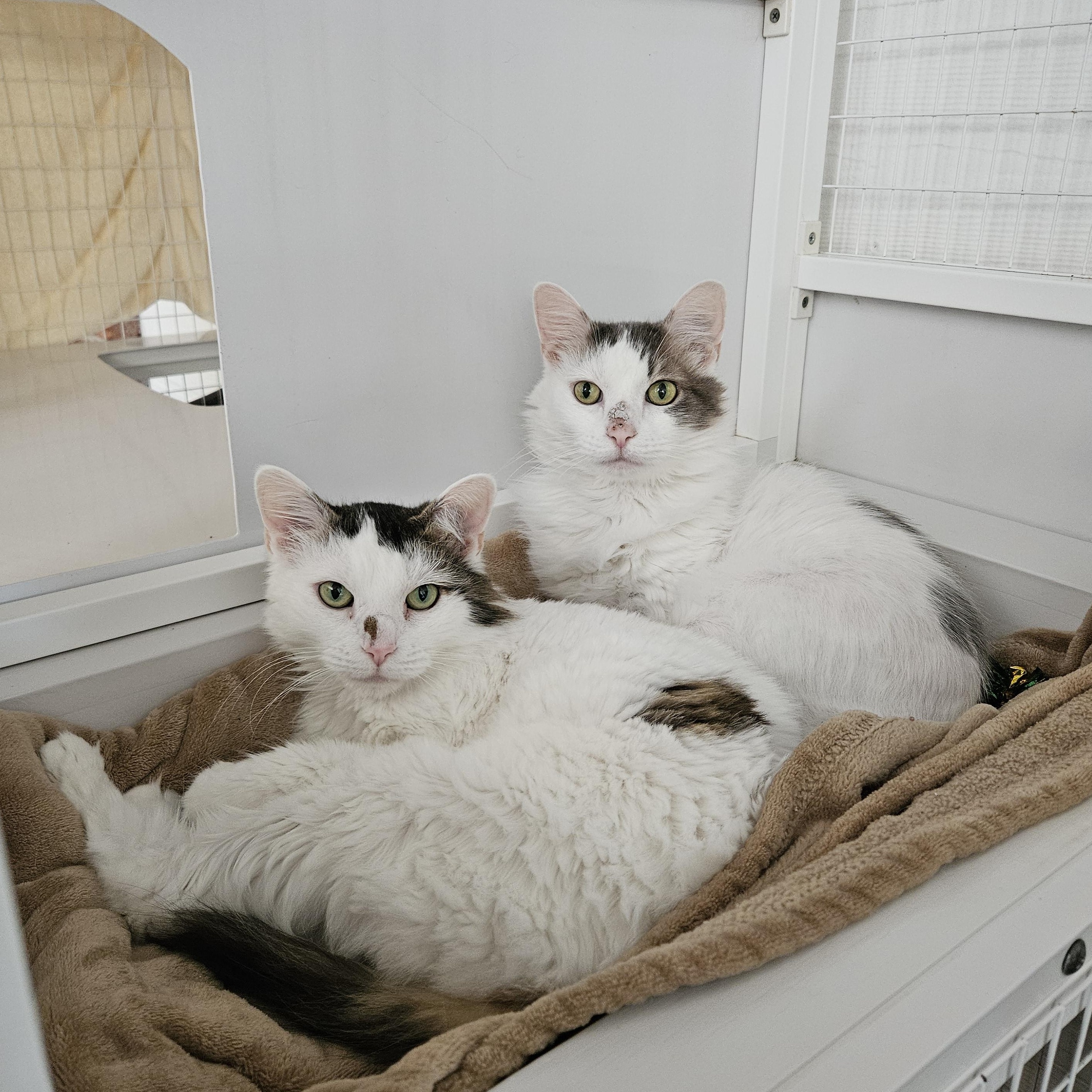 Holly and Snowflake, ADOPTABLE, Senior Female Domestic Medium Hair.