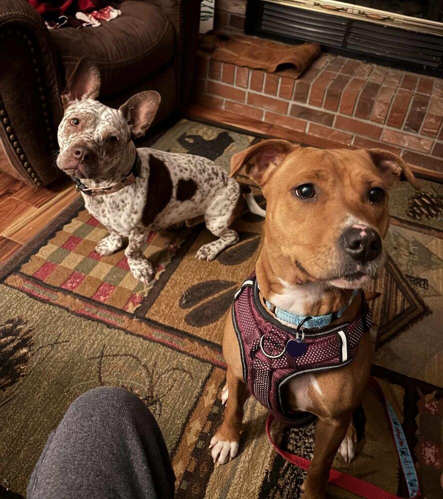 Banshee, Adoptable, Adult Female Mixed Breed.