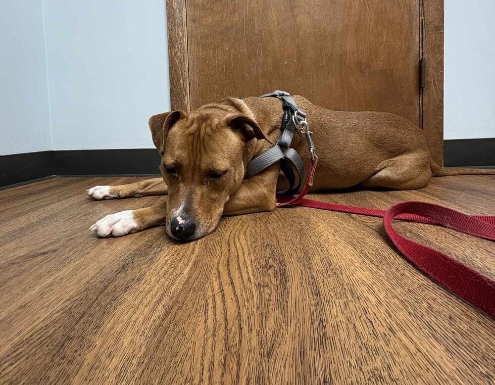 Enlarge Banshee, a Adoptable Mixed Breed in Springdale, PA image 2/6