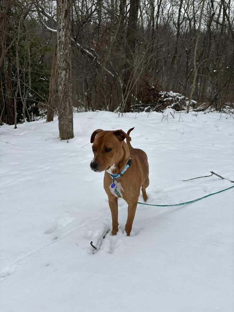 Enlarge Banshee, a Adoptable Mixed Breed in Springdale, PA image 4/6