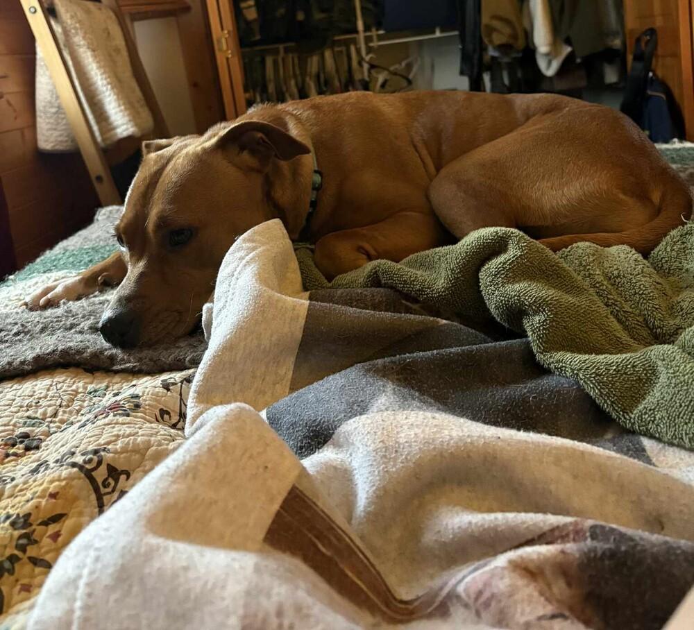 Enlarge Banshee, a Adoptable Mixed Breed in Springdale, PA image 5/6