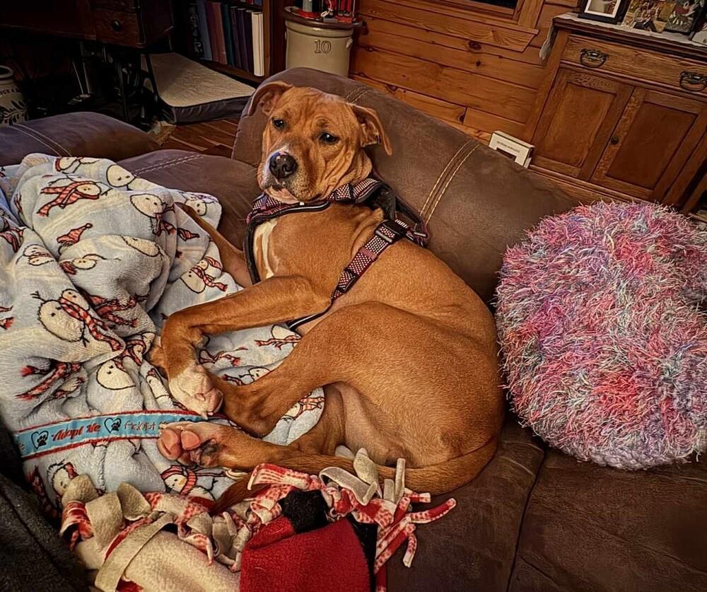 Enlarge Banshee, a Adoptable Mixed Breed in Springdale, PA image 6/6