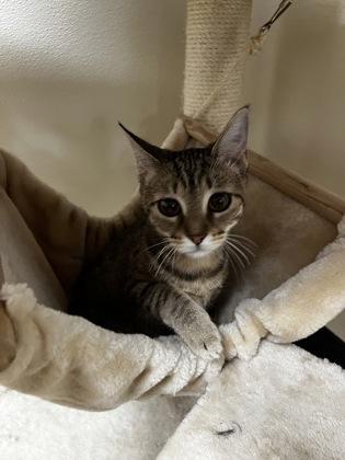 Enlarge Cookie Crisp 51577, a ADOPTABLE Domestic Short Hair in Oklahoma City, OK image 1/3