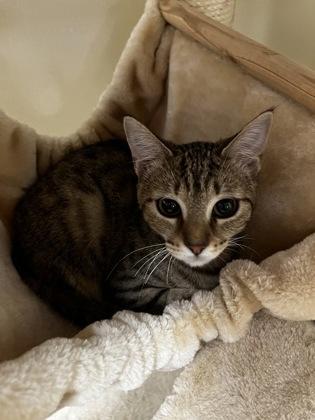 Enlarge Cookie Crisp 51577, a ADOPTABLE Domestic Short Hair in Oklahoma City, OK image 2/3
