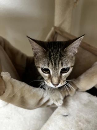 Enlarge Cookie Crisp 51577, a ADOPTABLE Domestic Short Hair in Oklahoma City, OK image 3/3