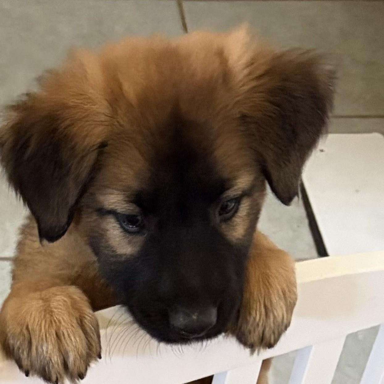 Enlarge Boop, an adopted mixed breed in Normal, IL image 3/3