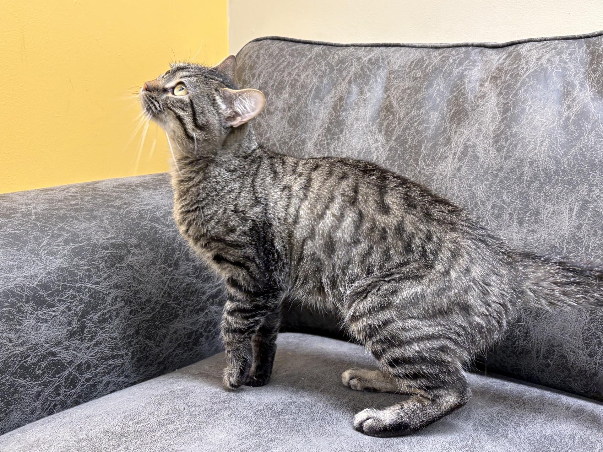 Enlarge MASON, a Adoptable Domestic Short Hair in North Kansas City, MO image 2/2