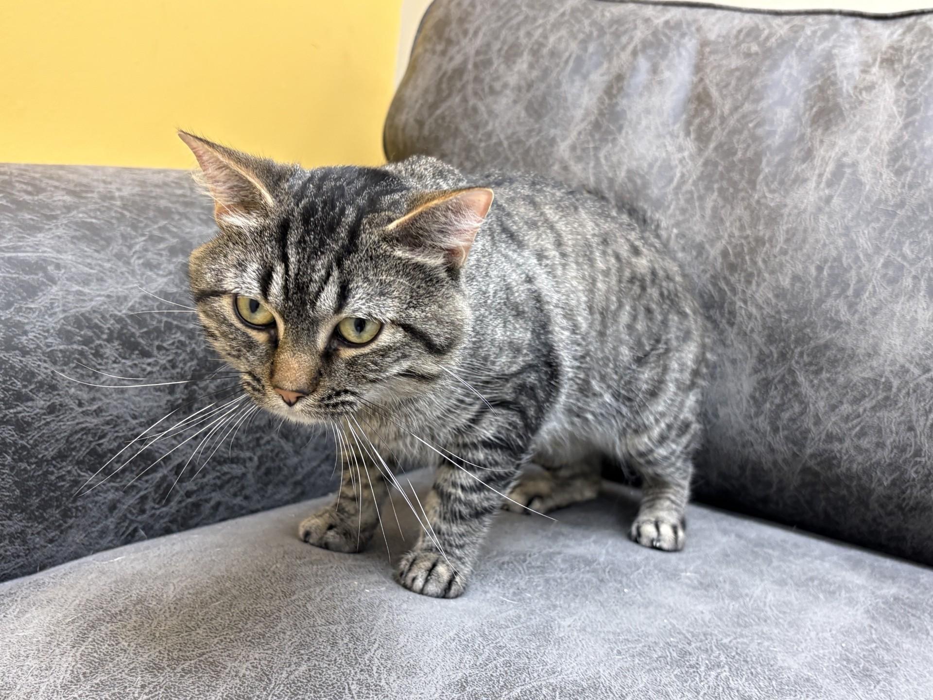 MASON, Adoptable, Young Male Domestic Short Hair.