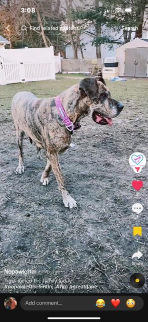 Dana, Adoptable, Adult Female Great Dane.