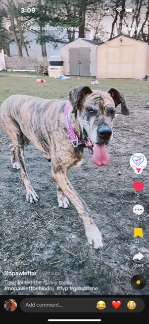 Enlarge Dana, a Adoptable Great Dane in Union Beach, NJ image 2/3